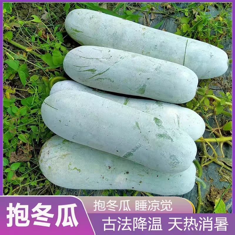 精品白皮冬瓜产地直发