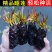 水培睡莲根块植物室外池塘水缸易种植水培植物花卉睡莲荷花
