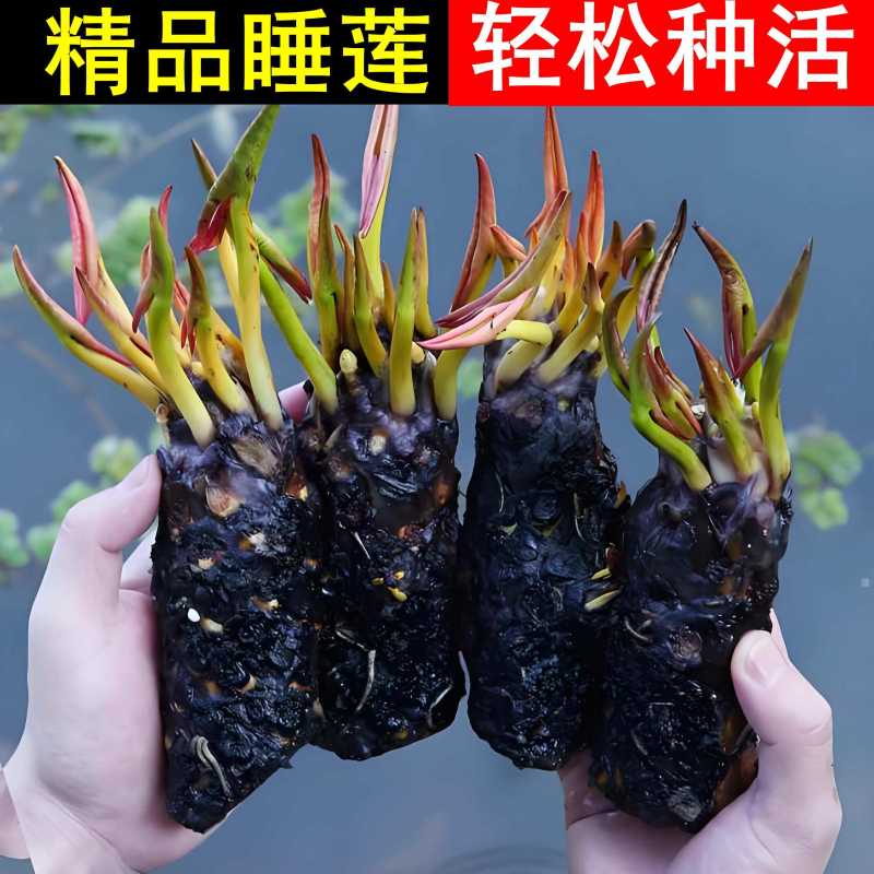 水培睡莲根块植物室外池塘水缸易种植水培植物花卉睡莲荷花