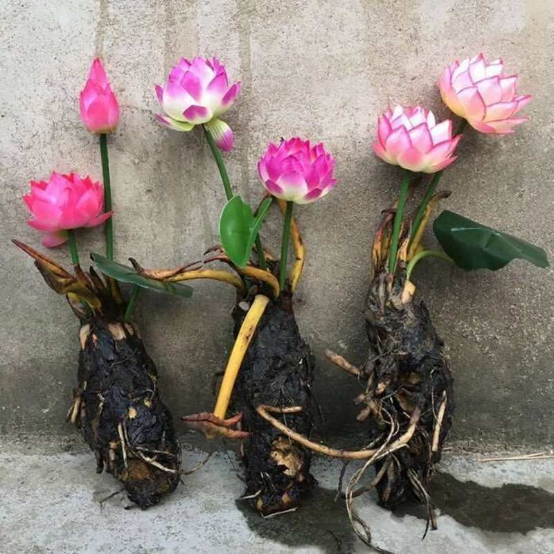 水培睡莲根块植物室外池塘水缸易种植水培植物花卉睡莲荷花