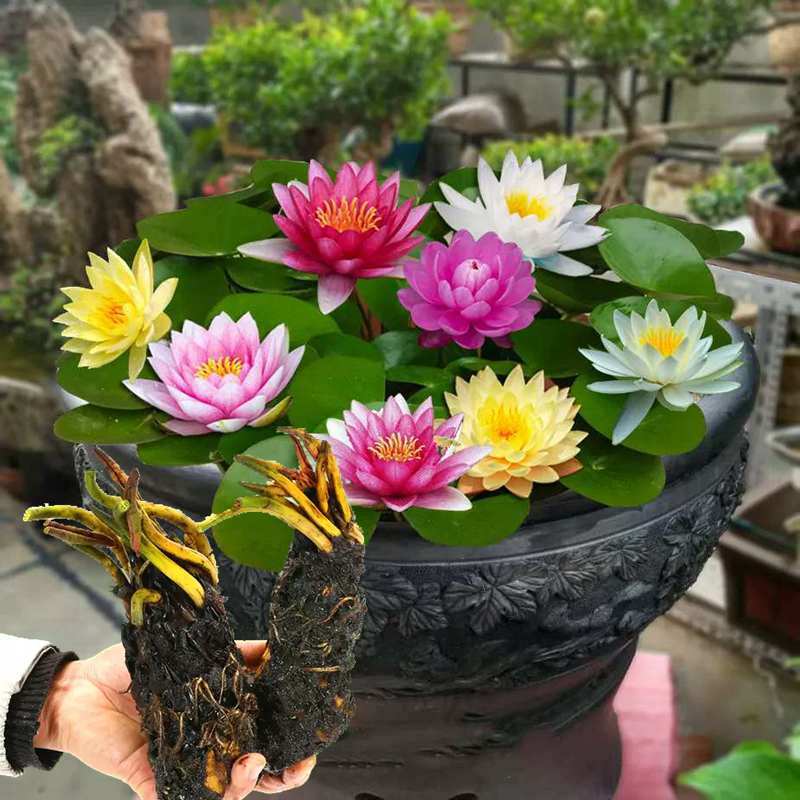 水培睡莲根块植物室外池塘水缸易种植水培植物花卉睡莲荷花