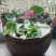 水培睡莲根块植物室外池塘水缸易种植水培植物花卉睡莲荷花