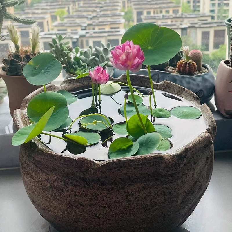 水培睡莲根块植物室外池塘水缸易种植水培植物花卉睡莲荷花