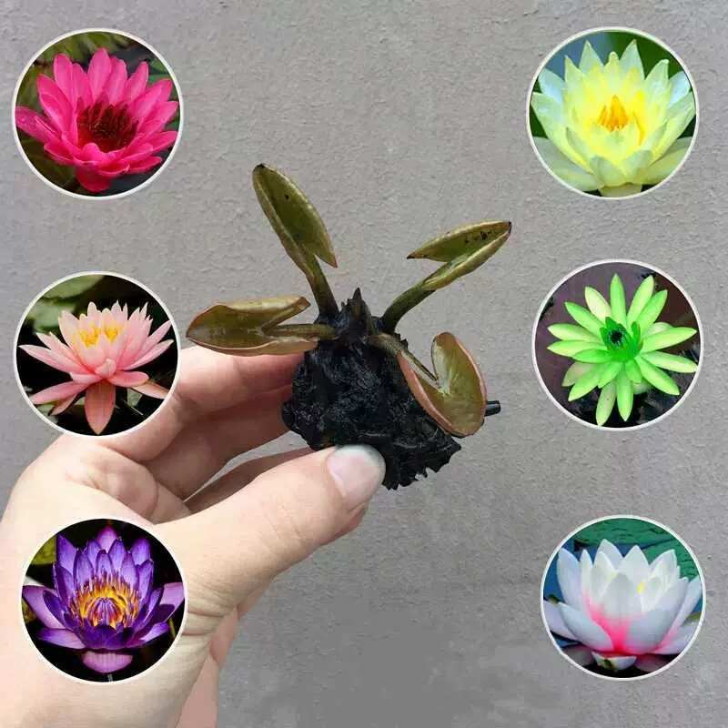 水培睡莲根块植物室外池塘水缸易种植水培植物花卉睡莲荷花