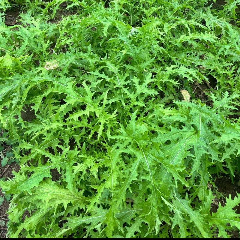 雪菜雪里红拉菜九头鸟金丝雪菜产地发量大从优需要先订购