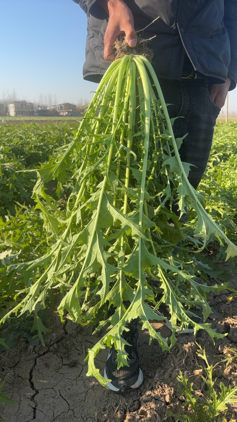 雪菜雪里红拉菜九头鸟金丝雪菜产地发量大从优需要先订购