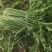 雪菜雪里红拉菜九头鸟金丝雪菜产地发量大从优需要先订购