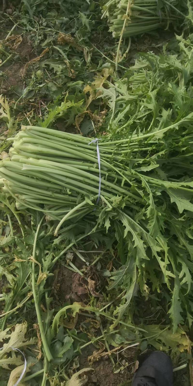 雪菜雪里红拉菜九头鸟金丝雪菜产地发量大从优需要先订购
