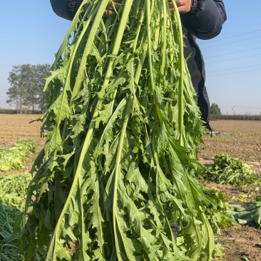 雪菜雪里红拉菜九头鸟金丝雪菜产地发量大从优需要先订购