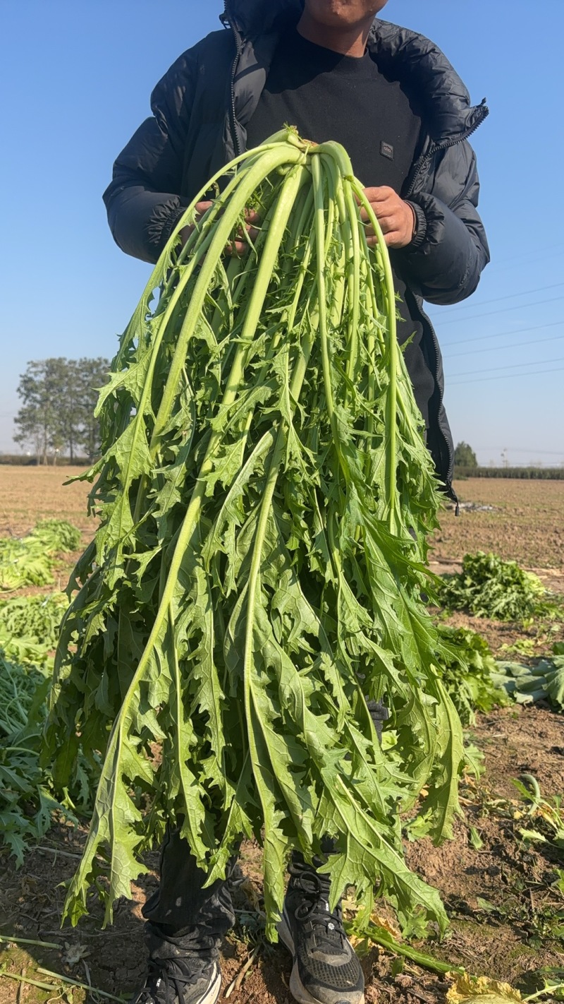雪菜雪里红拉菜九头鸟金丝雪菜产地发量大从优需要先订购