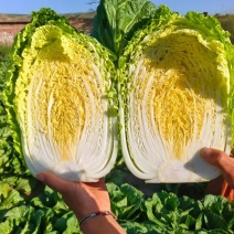 黄心白菜随行就市价格优惠质量保证基地直发保质保量
