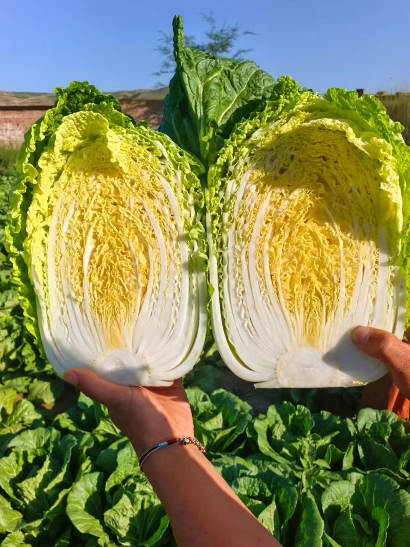 黄心白菜随行就市价格优惠质量保证基地直发保质保量