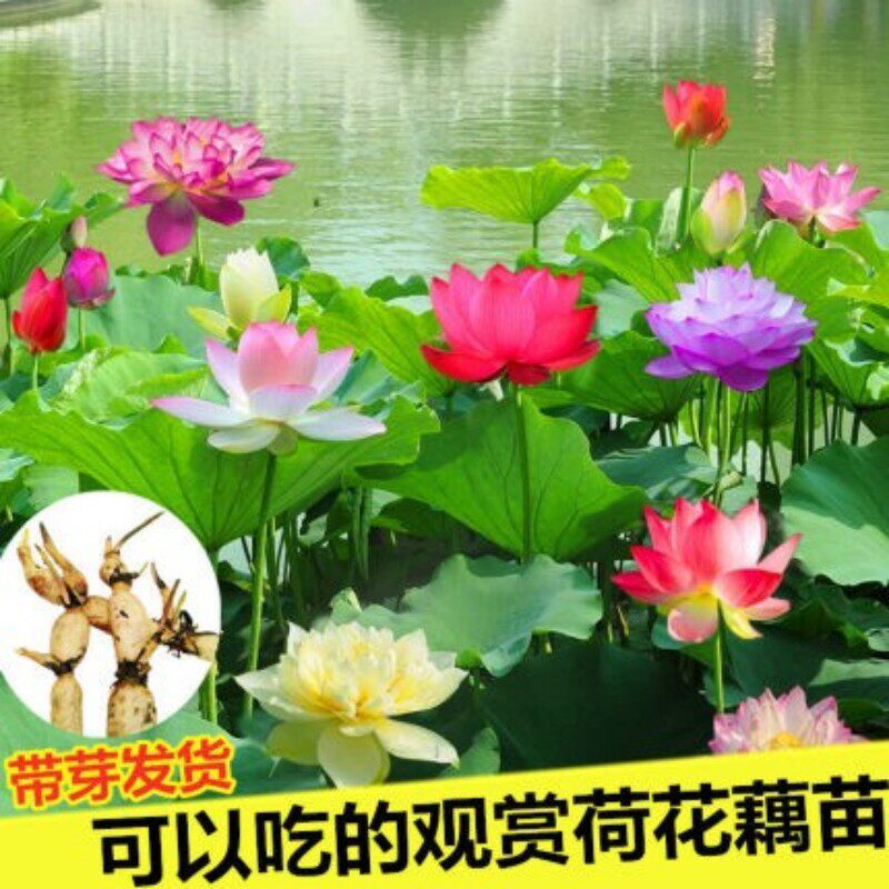 可食用观赏荷花藕种池塘水田盆栽水生植物花卉好养易活带芽