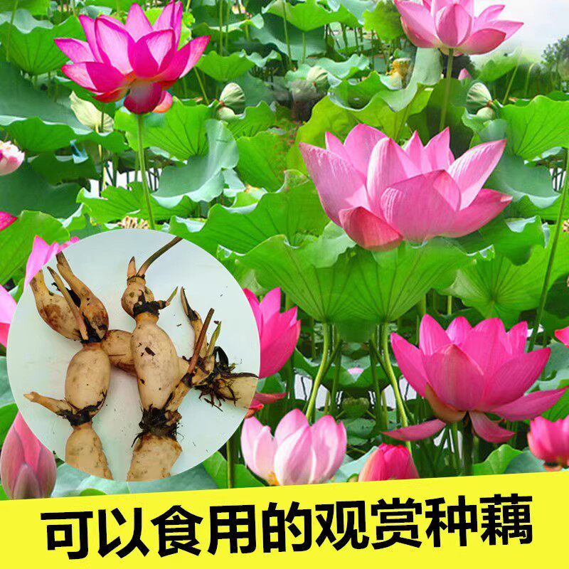 可食用观赏荷花藕种池塘水田盆栽水生植物花卉好养易活带芽