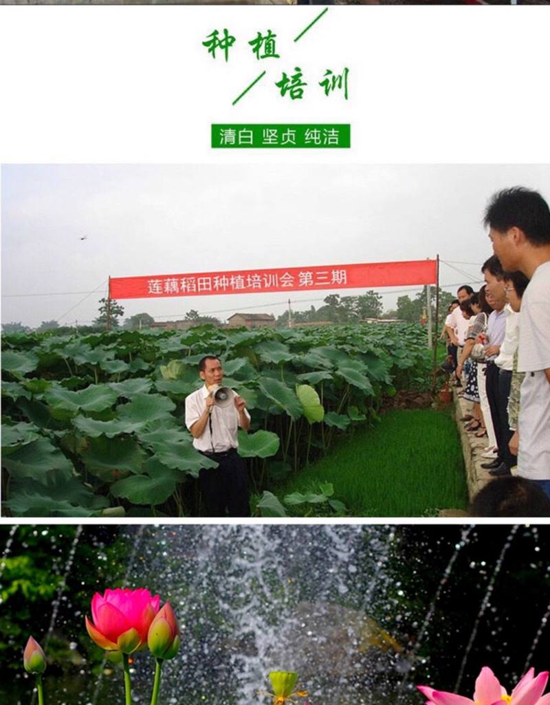 可食用观赏荷花藕种池塘水田盆栽水生植物花卉好养易活带芽