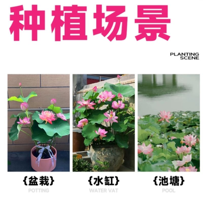 可食用观赏荷花藕种池塘水田盆栽水生植物花卉好养易活带芽