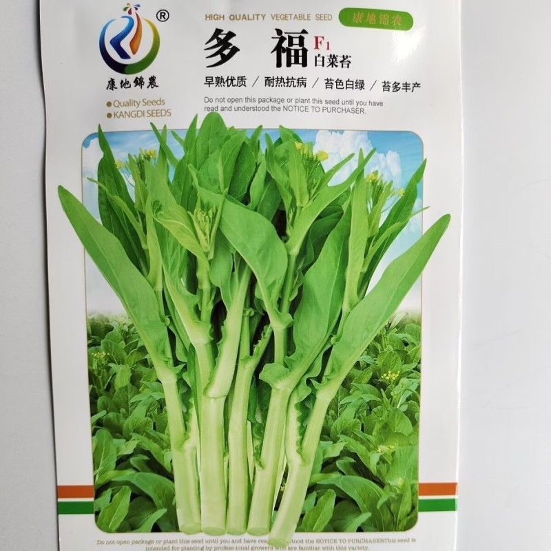 多福白菜苔种子早熟优质耐热抗病苔色白绿苔多高产青菜苔种子