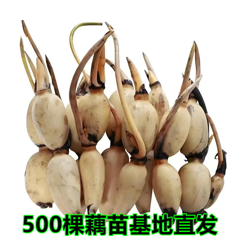 产地莲藕苗种可食用脆藕粉藕藕苗种根种子池塘田地大型菜莲