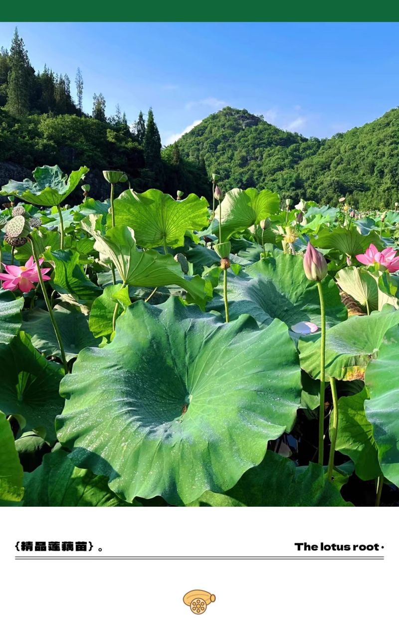 产地莲藕苗种可食用脆藕粉藕藕苗种根种子池塘田地大型菜莲