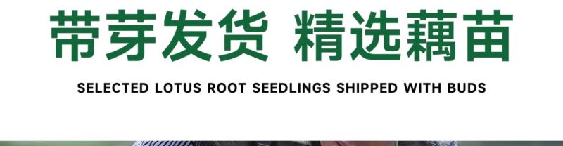 产地莲藕苗种可食用脆藕粉藕藕苗种根种子池塘田地大型菜莲