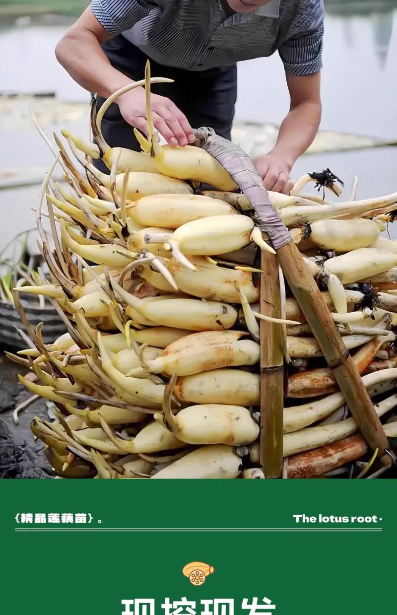 产地莲藕苗种可食用脆藕粉藕藕苗种根种子池塘田地大型菜莲
