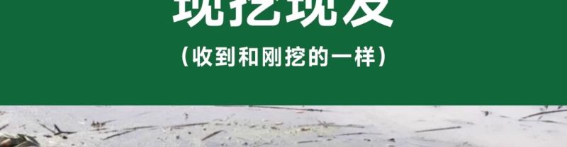 产地莲藕苗种可食用脆藕粉藕藕苗种根种子池塘田地大型菜莲