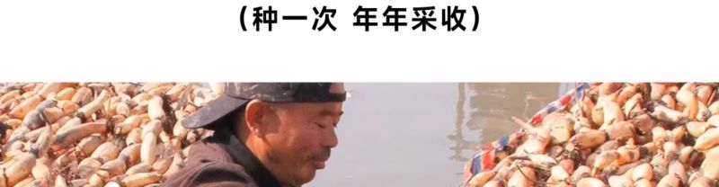 产地莲藕苗种可食用脆藕粉藕藕苗种根种子池塘田地大型菜莲