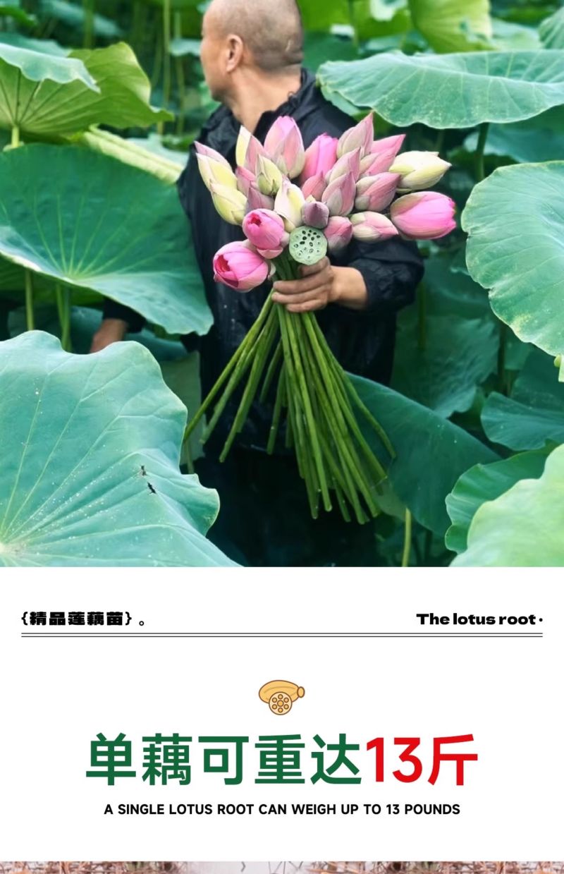 产地莲藕苗种可食用脆藕粉藕藕苗种根种子池塘田地大型菜莲