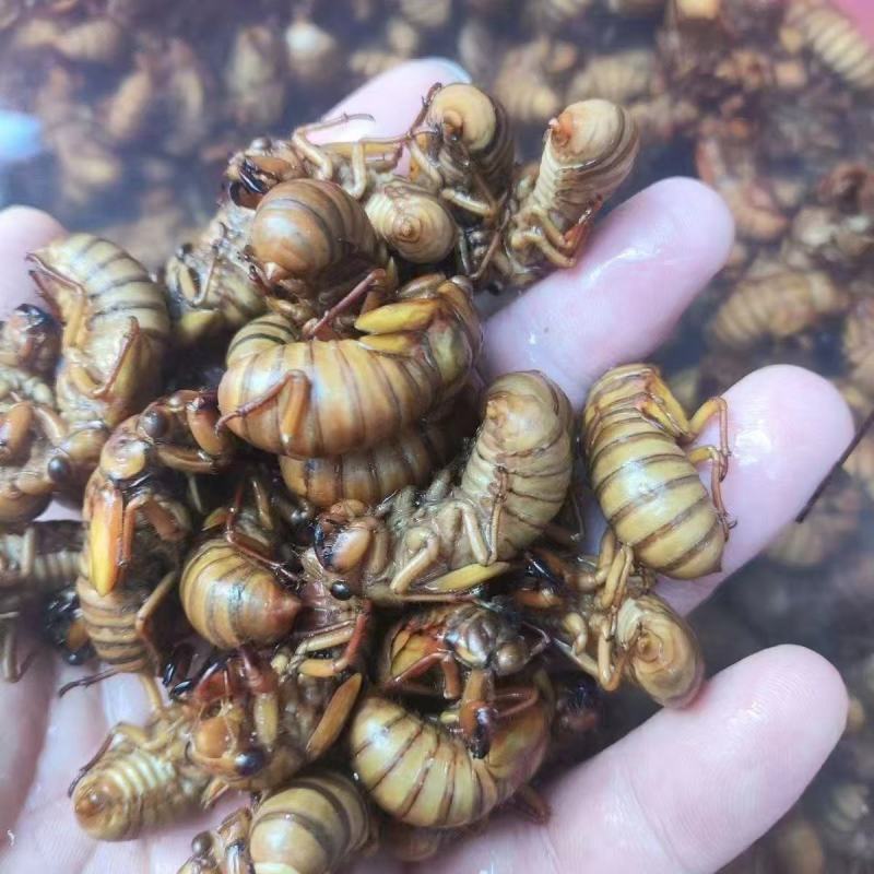 蝉蛹金蝉大量现货，各种规格现货，对接电商各大平台多多团购