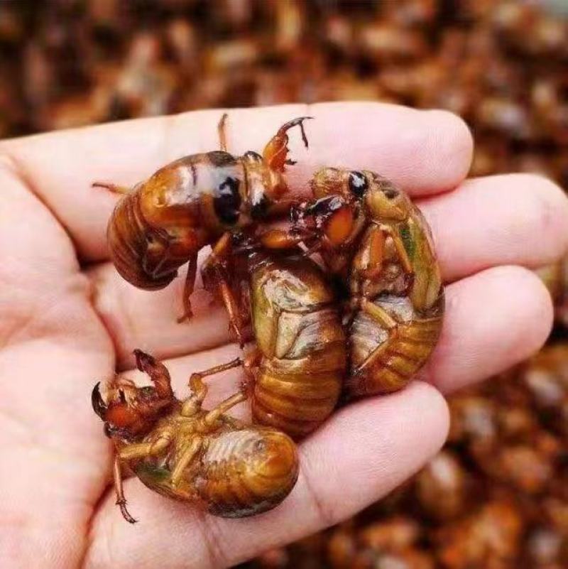 蝉蛹金蝉大量现货，各种规格现货，对接电商各大平台多多团购