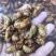 河北金蝉可对接电商一件代发，社区团购，批发，欢迎咨询