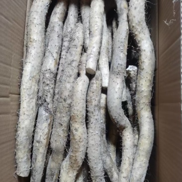 2000亩生态山药，海拔2100米