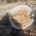2000亩生态山药，海拔2100米