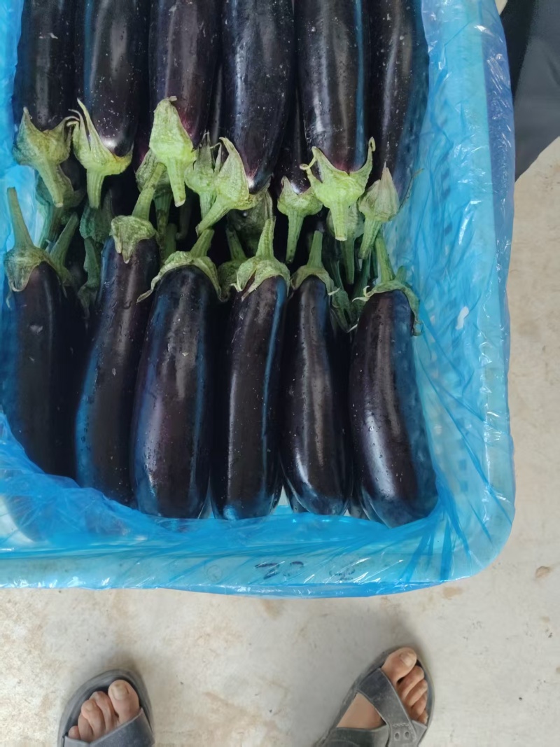 精品绿把长茄烧烤茄大量上市欢迎新老客户