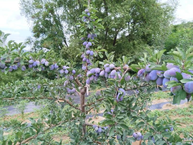 陕西大荔蓝西梅产地直发对接电商市场商超视频看货