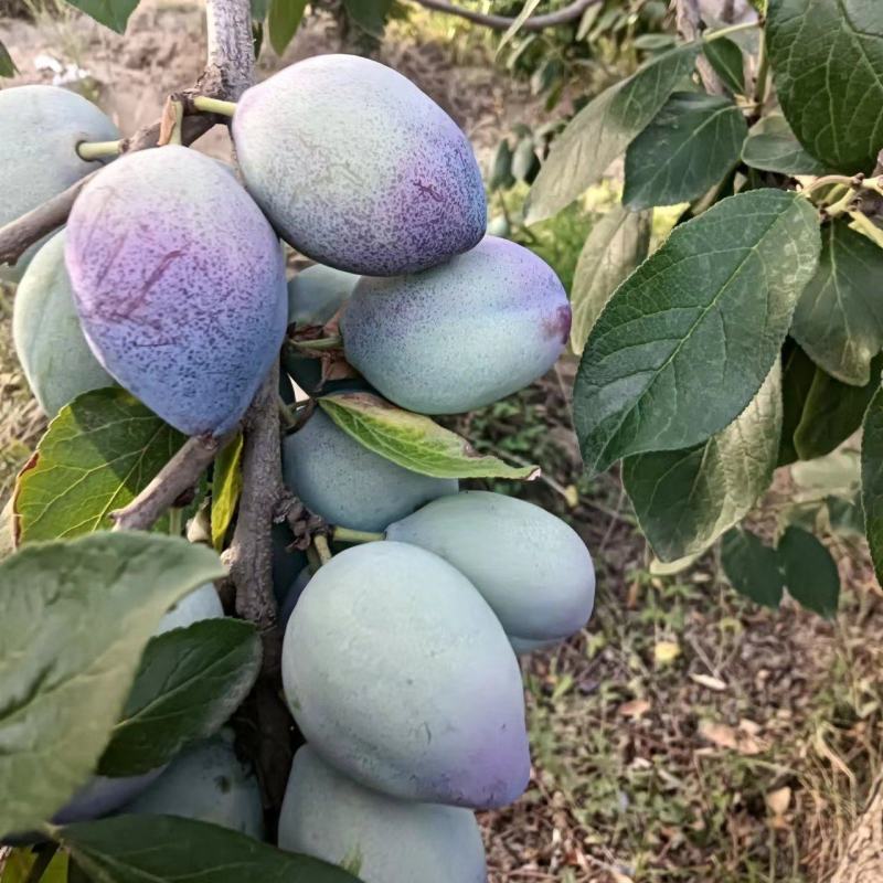 陕西大荔蓝西梅产地直发对接电商市场商超视频看货