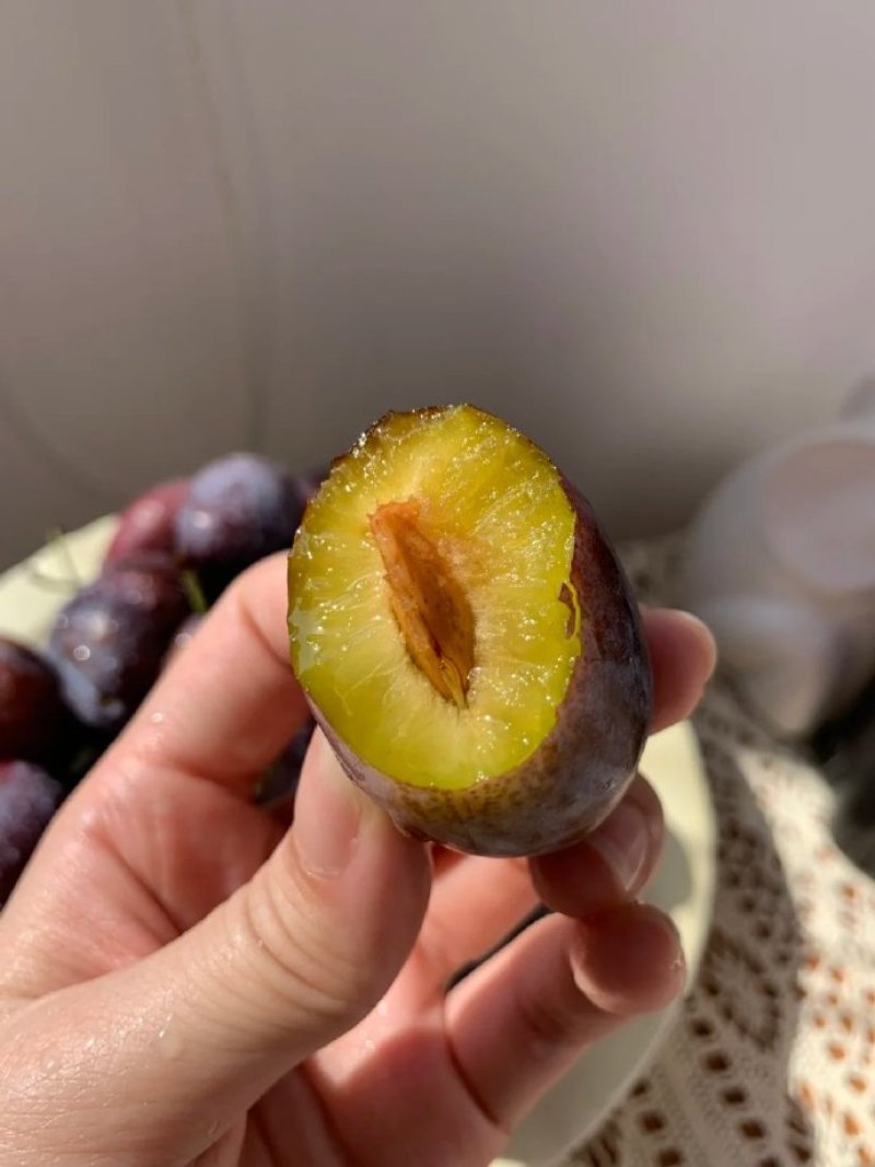 精品蓝西梅产地一手货源大量有货全国发货可视频