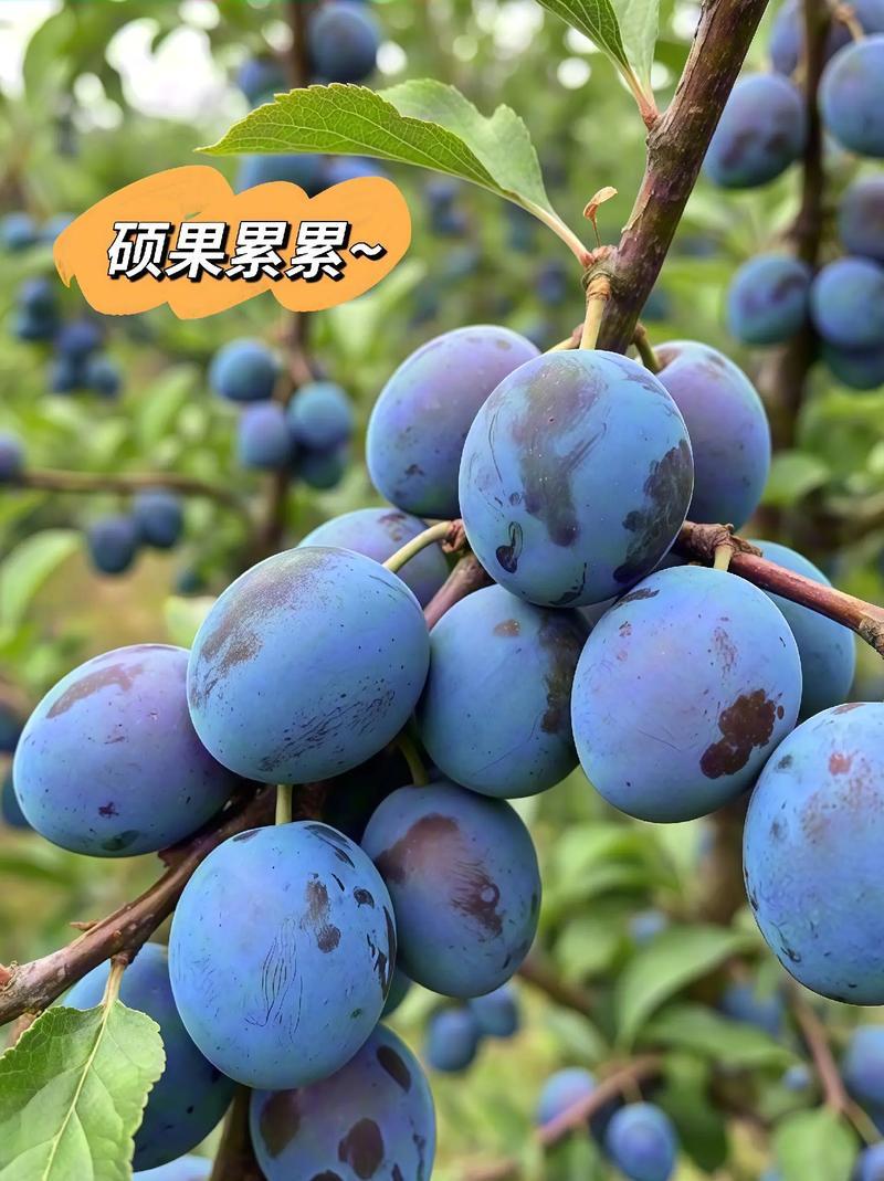 陕西蓝西梅产地直发对接电商市场商超可视频看货