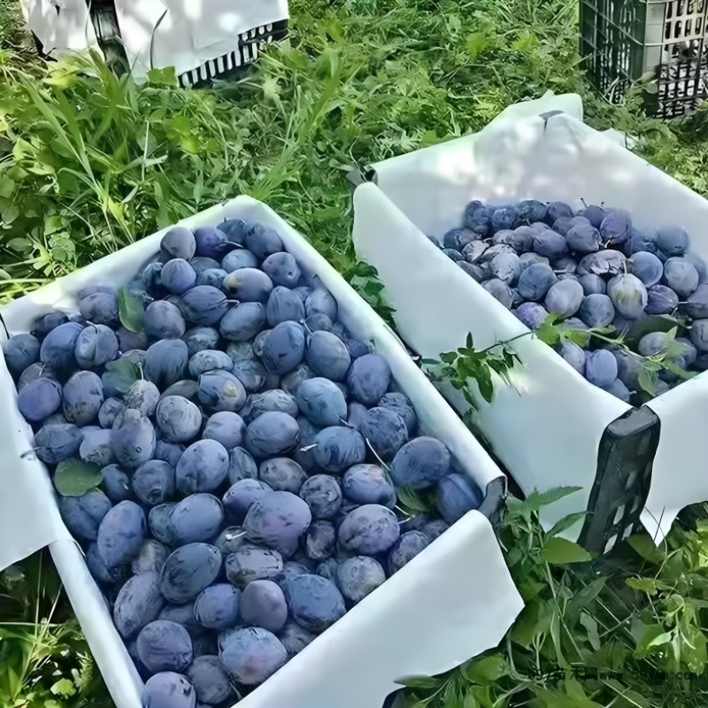 精品蓝西梅产地直发全国发货一手货源可视频看货