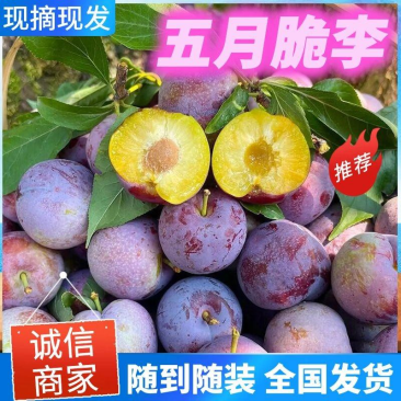 2026河南五月脆李子万亩鲜果园大量上市河南内乡县产地直发