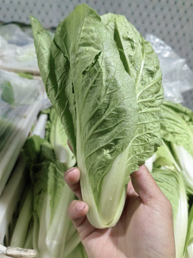 精品快菜/产地常年供应欢迎老板来基地考察订购