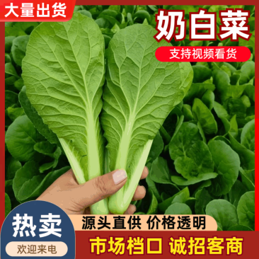 精品快菜/产地常年供应欢迎老板来基地考察订购