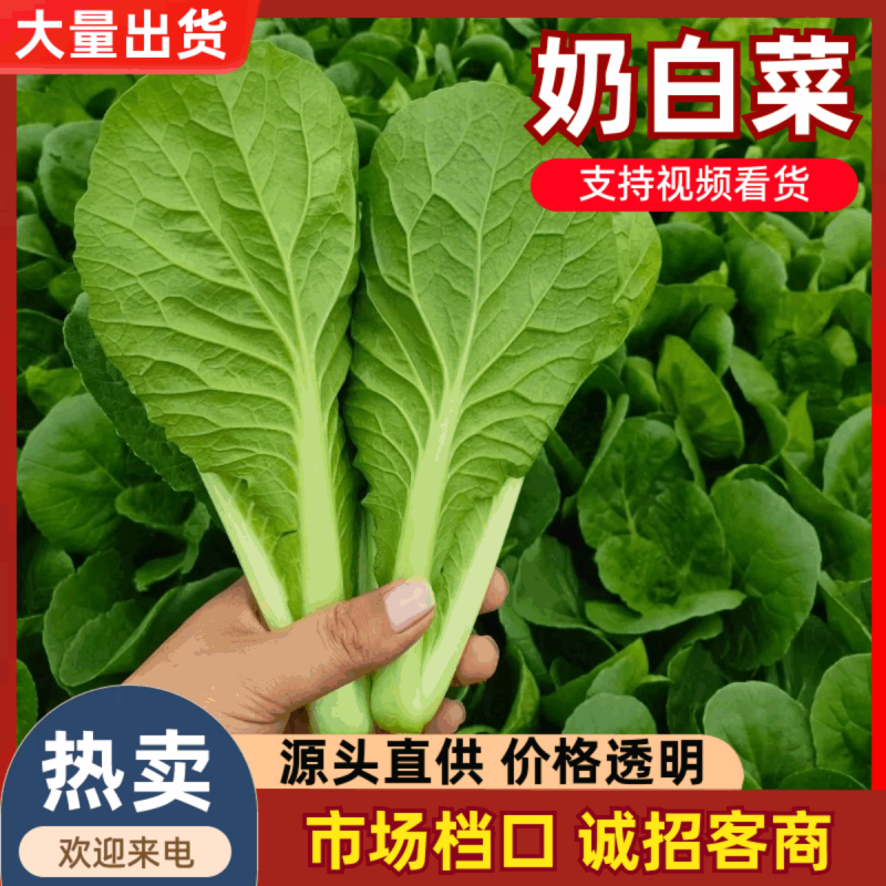 精品快菜/产地常年供应欢迎老板来基地考察订购