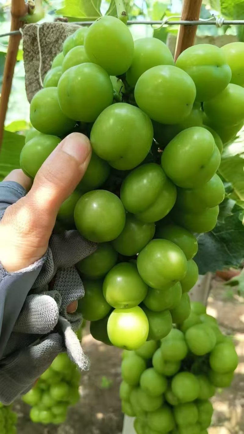 聊城精品葡萄阳光玫瑰产地直发货源充足价格便宜