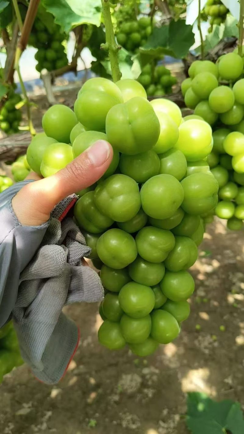 聊城精品葡萄阳光玫瑰产地直发货源充足价格便宜