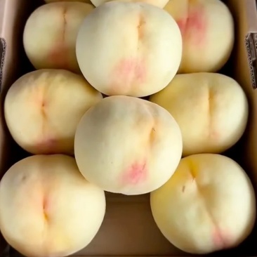 山东蒙阴白桃一件代发包邮包售后对接电商品质源头供应