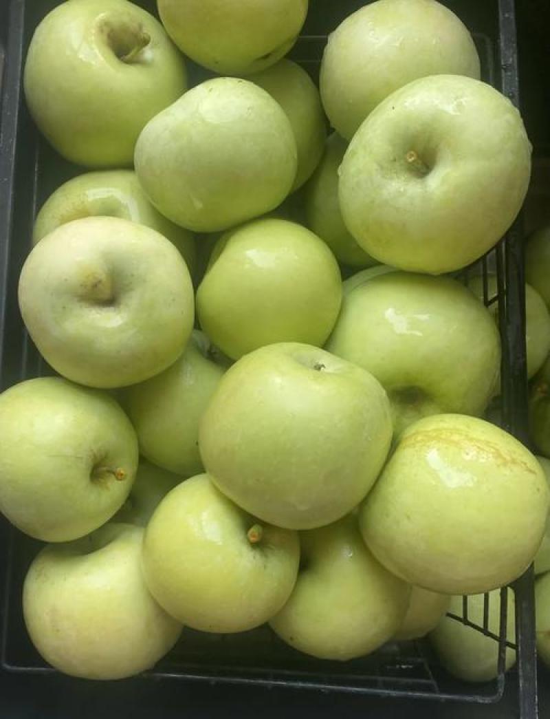 云南精品青香蕉苹果一手货源接一件代发可视频看货