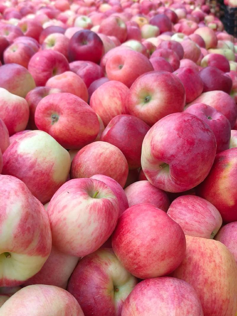 云南昭通华硕苹果产地一手货源可零售可批发视频看货