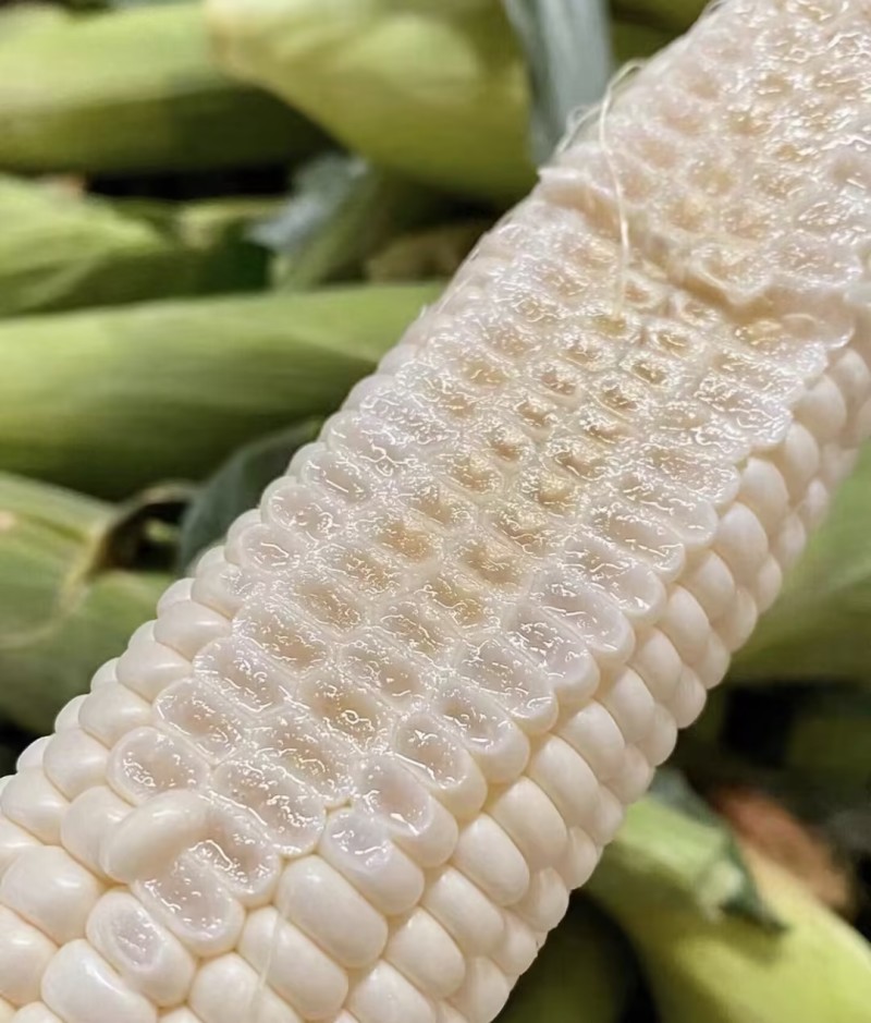 甜糯玉米，精品玉米自家种植品种齐全品质把控售后有保障