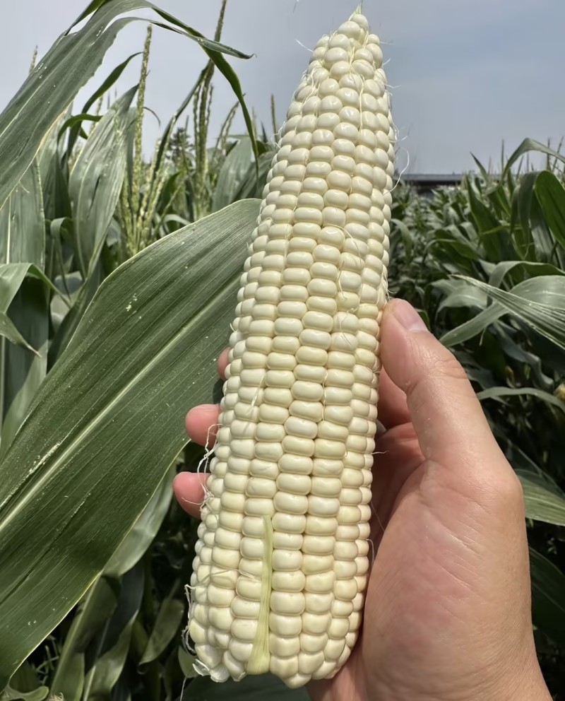 甜糯玉米，精品玉米自家种植品种齐全品质把控售后有保障